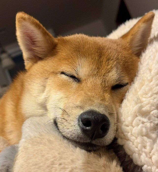 気持ちよさそうに眠るマシュくん