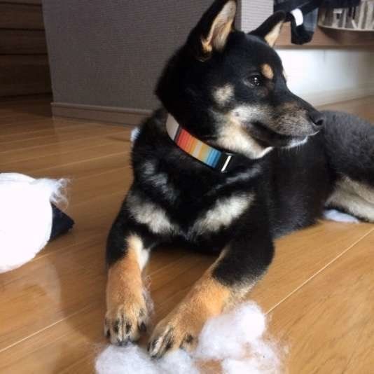 イタズラをするMix犬