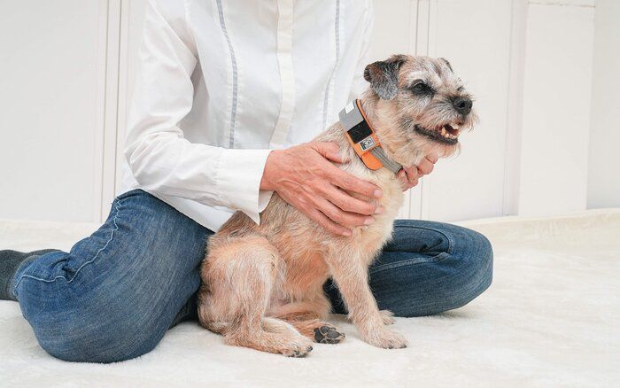 肩をなでられる犬