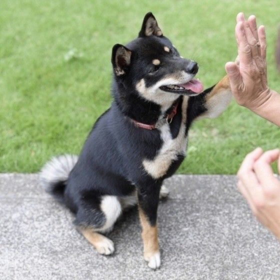 柴犬