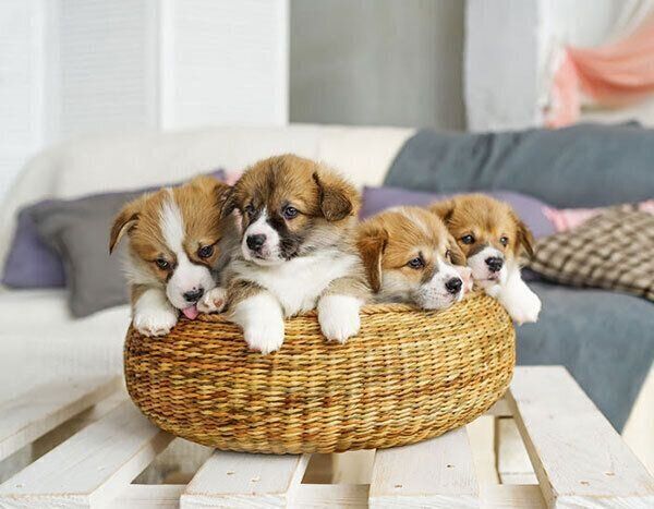 子犬たち