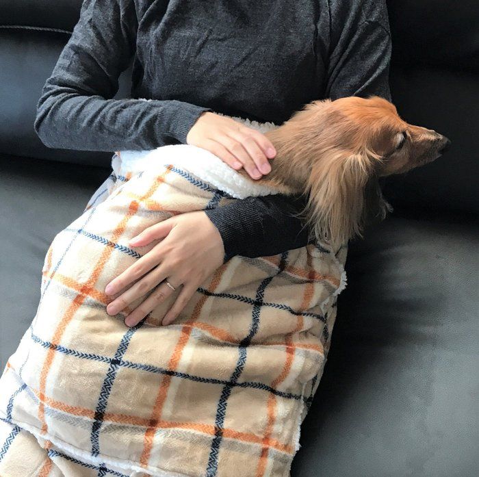 まったりし始める愛犬