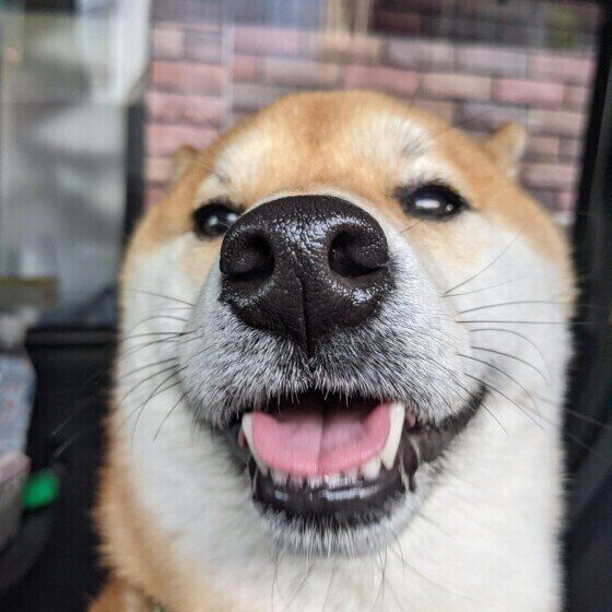 柴犬のころちゃん