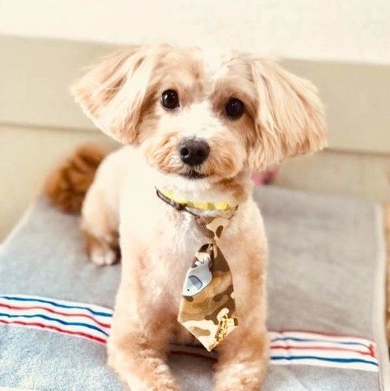 ミックス犬