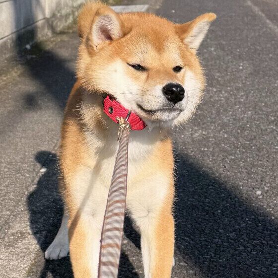 犬が「散歩拒否」する理由は？犬の拒否行動の心理と対処法を解説