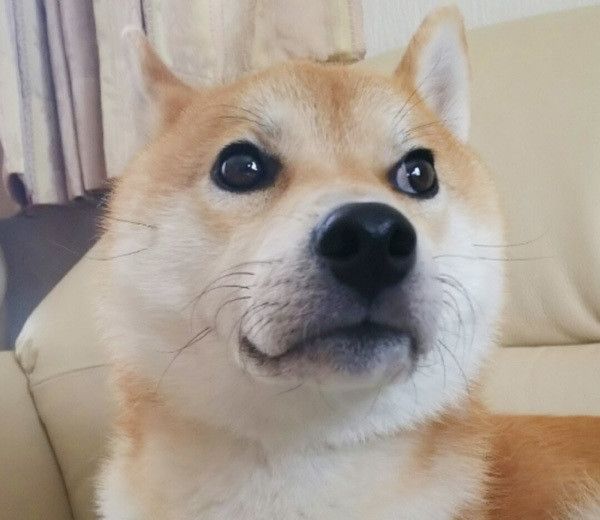 真顔の柴犬