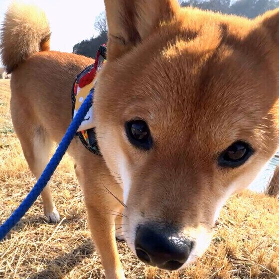 ドアップの柴犬