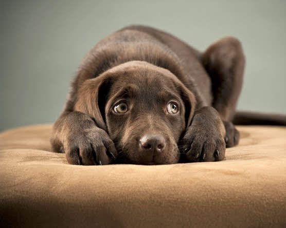 黒い犬