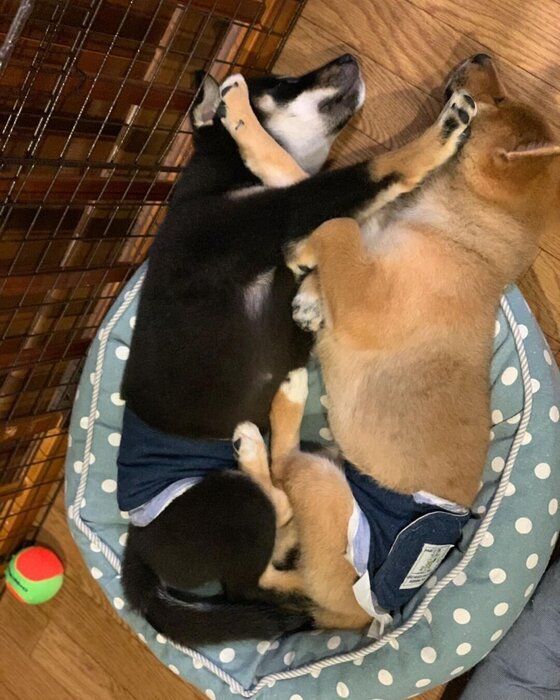 シンクロ寝をする柴犬2匹