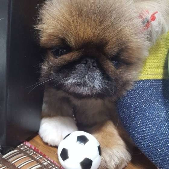 ミックス犬