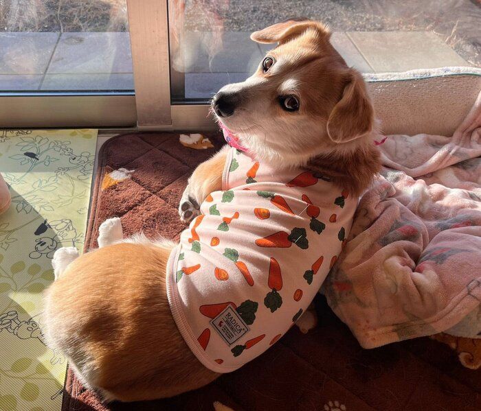 まったりするらんちゃん