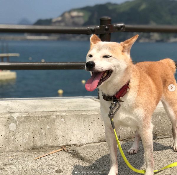 柴犬のリリコちゃん