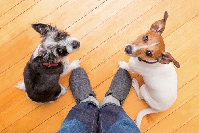 2匹の犬
