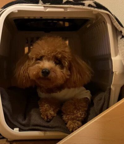 もずくちゃん
