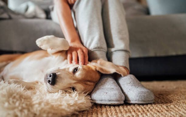 飼い主さんの足元でくつろぐ犬