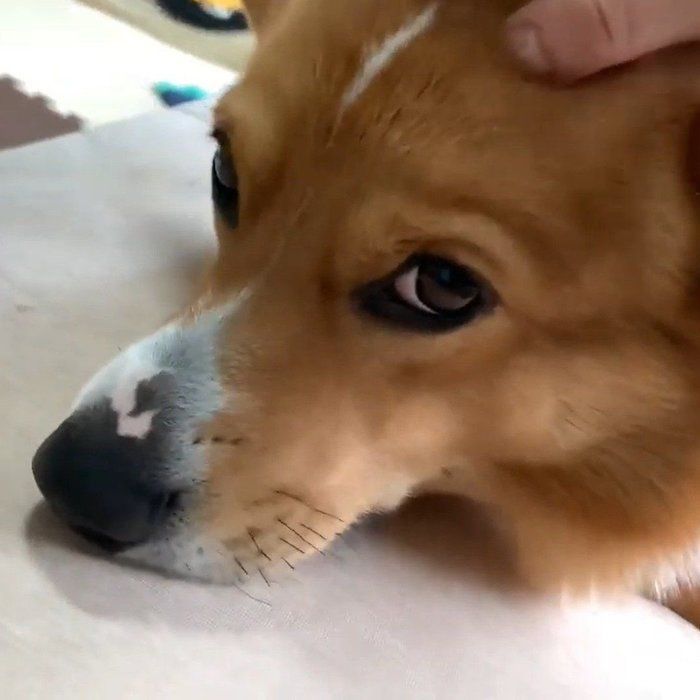 よしよしされているコナンくん