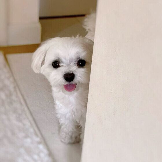 玄関で飼い主さんをお見送り中のワンちゃん