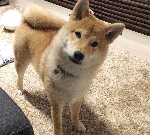 見つめる柴犬