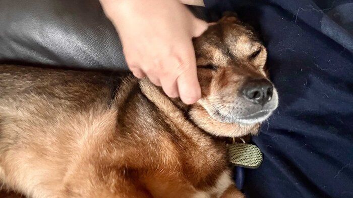 飼い主さんに頭をマッサージしてもらう犬