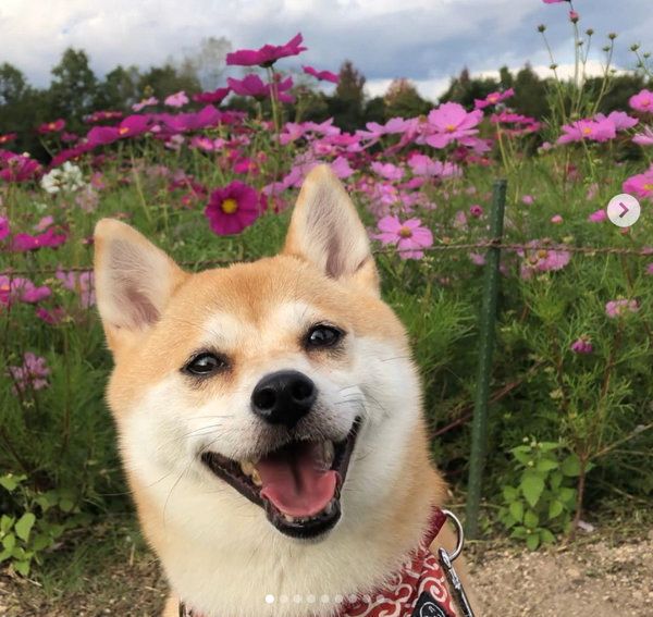 柴犬のきなこちゃん