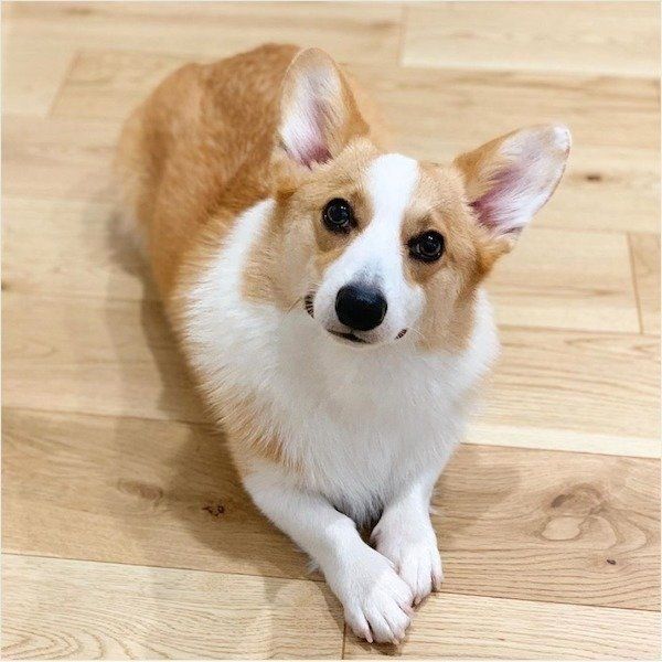 見つめるコーギー