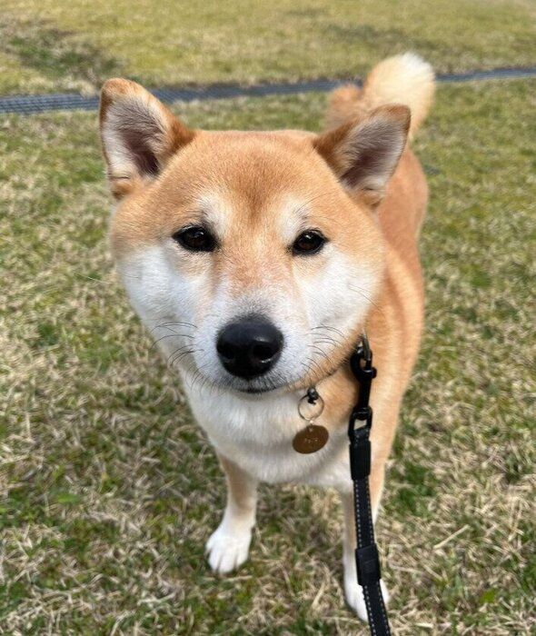 公園で遊ぶ柴犬