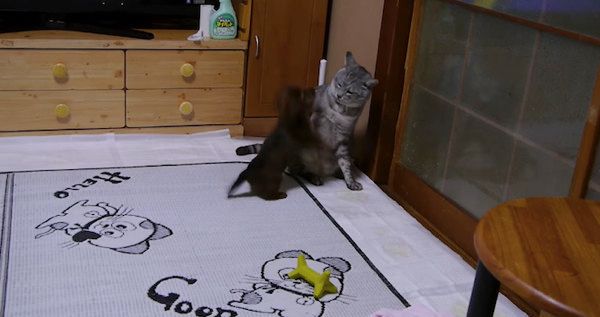 子犬と猫