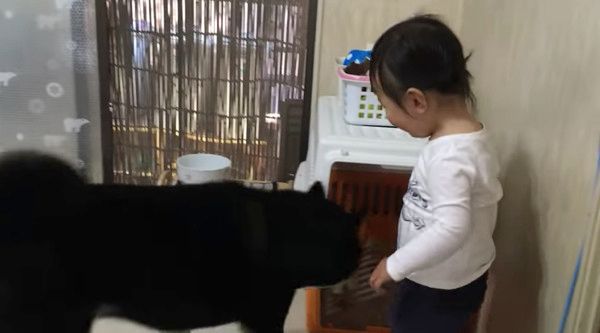女の子と柴犬