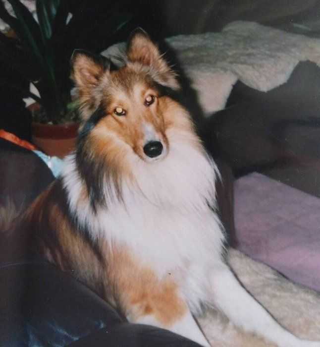 佐藤先生の愛犬ラッキー