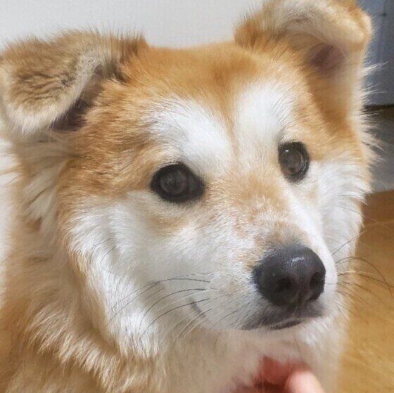 見つめるMix犬