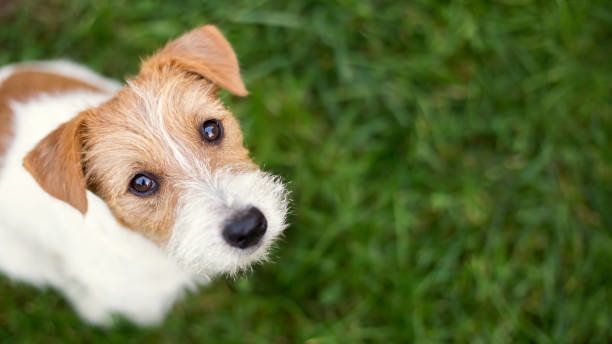 草の中を探して幸せなペットの子犬はかわいい犬顔