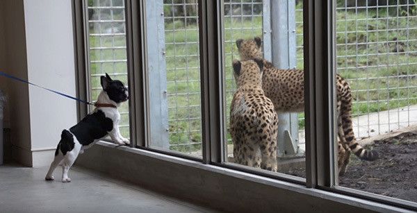 チーターとフレンチ・ブルドッグ