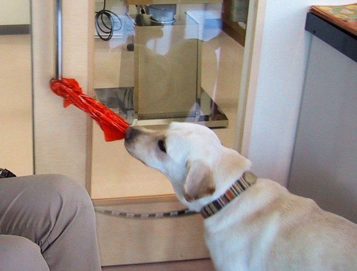↑ドアを開ける介助犬。合図としての言葉は、教えるだけ理解していく