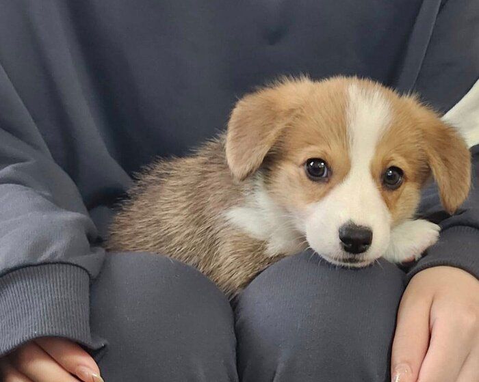 両耳が垂れていた生後2カ月のコーギー子犬→1年半後の現在、片耳がピンッ！　愛らしいトレードマークにキュン