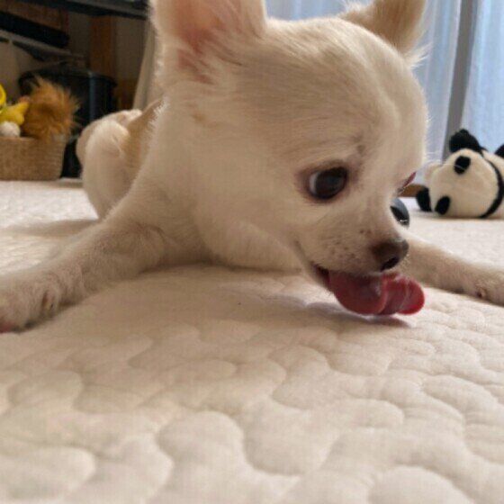 ペロペロ中のチワワ