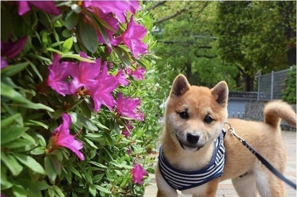 柴犬