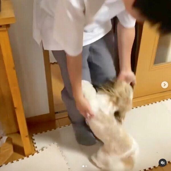 帰宅した飼い主さんを出迎えるつぶちゃん