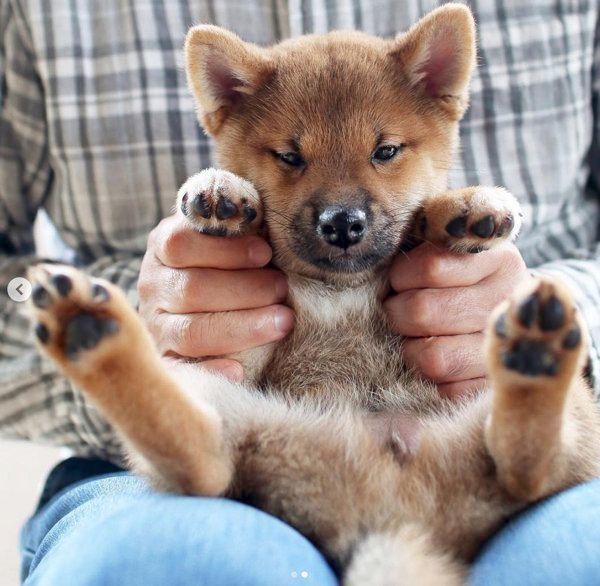 柴犬のりなちゃん