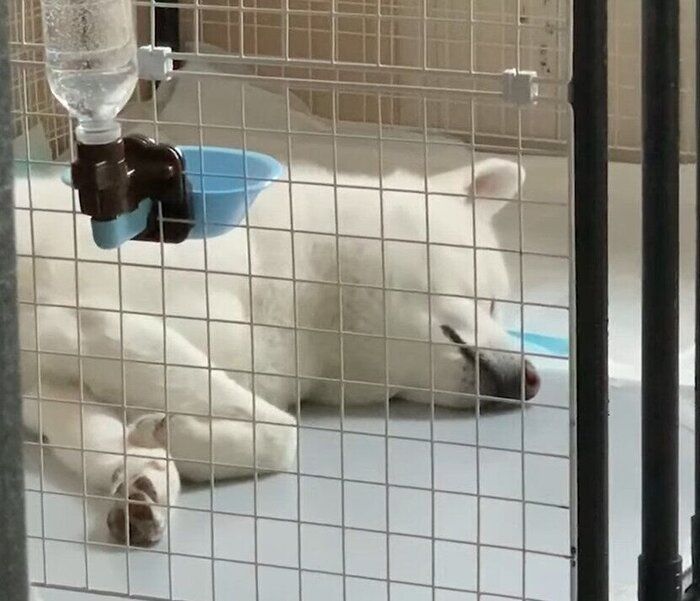 寝る犬