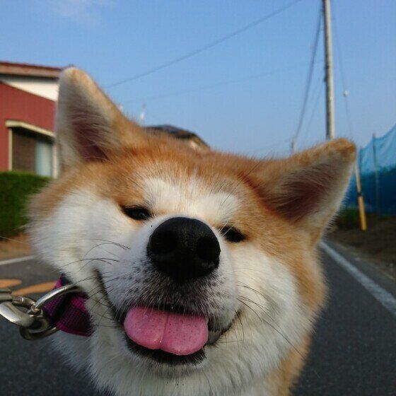 笑顔の秋田犬