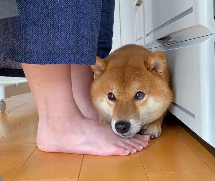挟まる犬