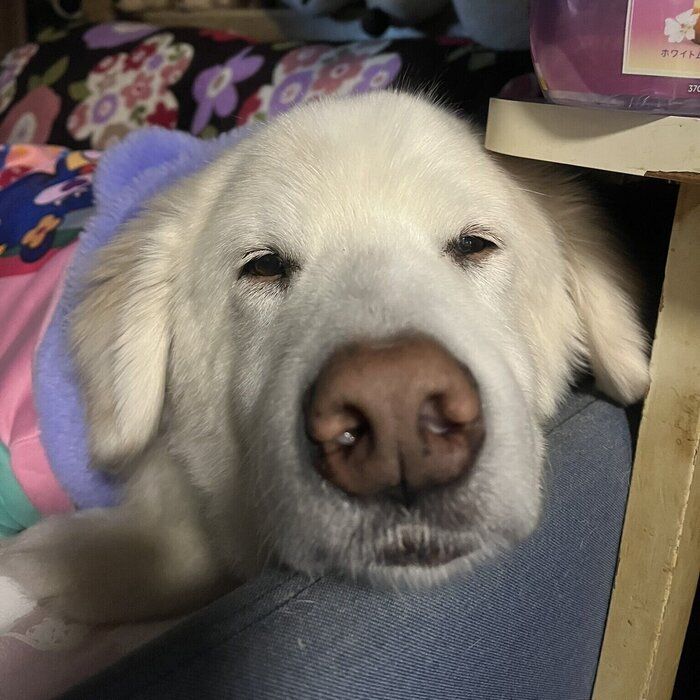 まったりとした様子の藍ちゃん