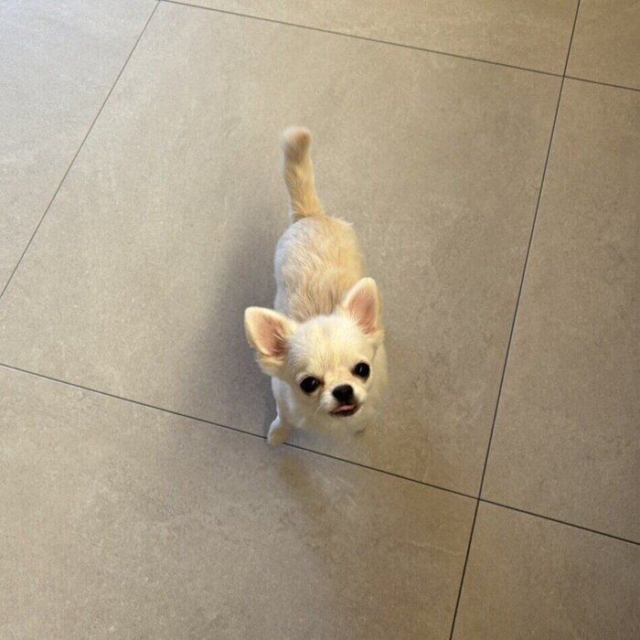 別の日 飼い主さんを見つめるなたりーちゃん