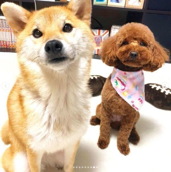 見つめる麦ちゃん、茶々ちゃん