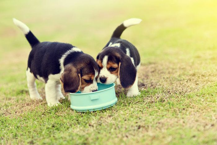 フードを食べるビーグル
