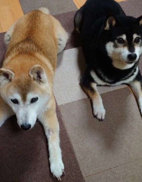 柴犬(写真左)と柴犬(写真右)