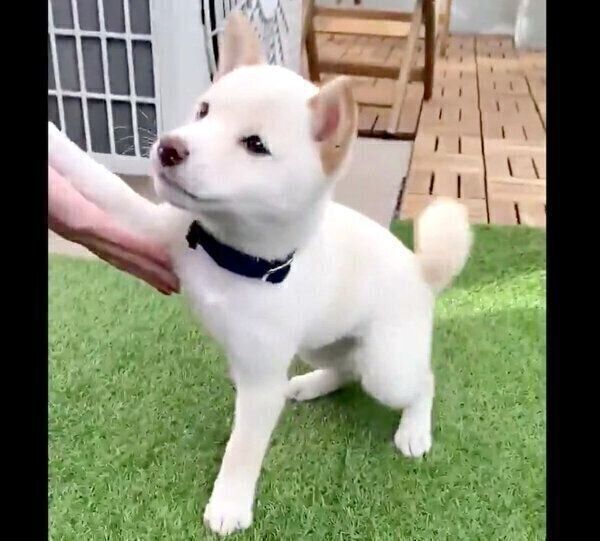 お手をするえるちゃん
