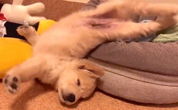 ぐっすり眠るまるくん