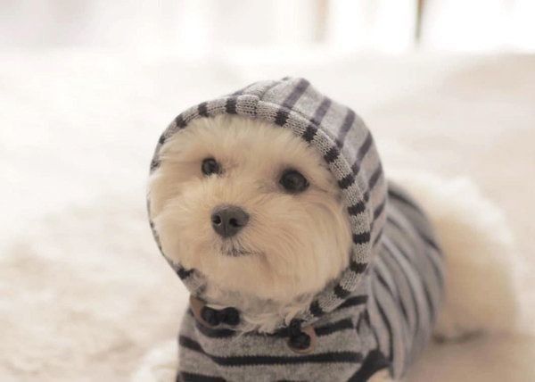 シンプルでナチュラルな犬服:キミノフク。
