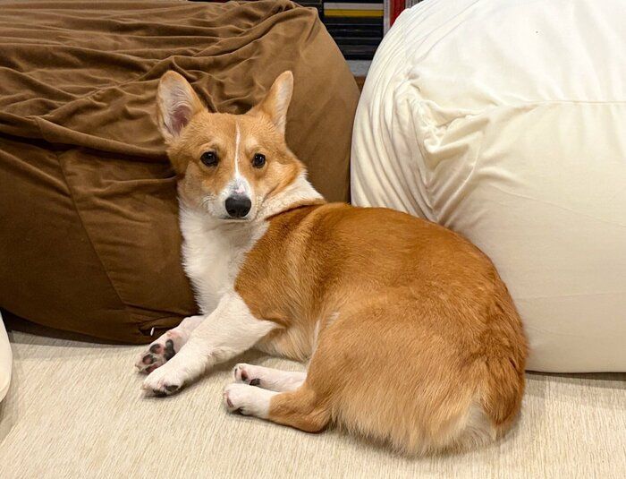 ���Ĥ����Ǥ��륦���륷�塦�����������ڥ�֥�����